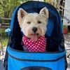 crazydoglady123